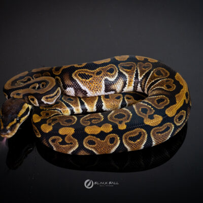 1.0 Mahogany Special 100% Het Clown