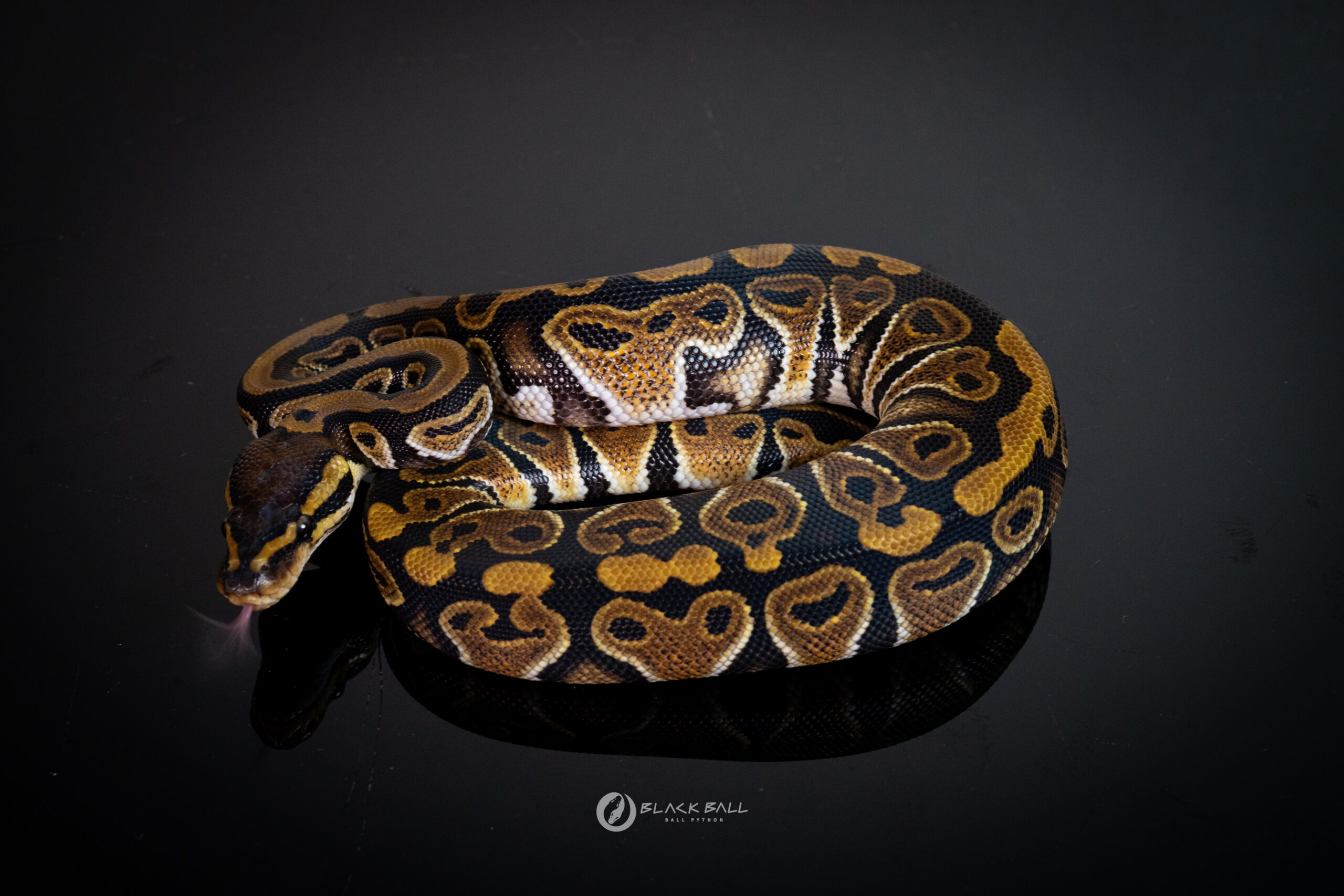 1.0 Mahogany Special 100% Het Clown