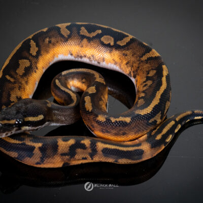 1.0 Black Head Redstrip Redgene Pied