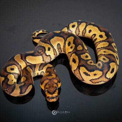0.1 Redstrip Special YB Clown