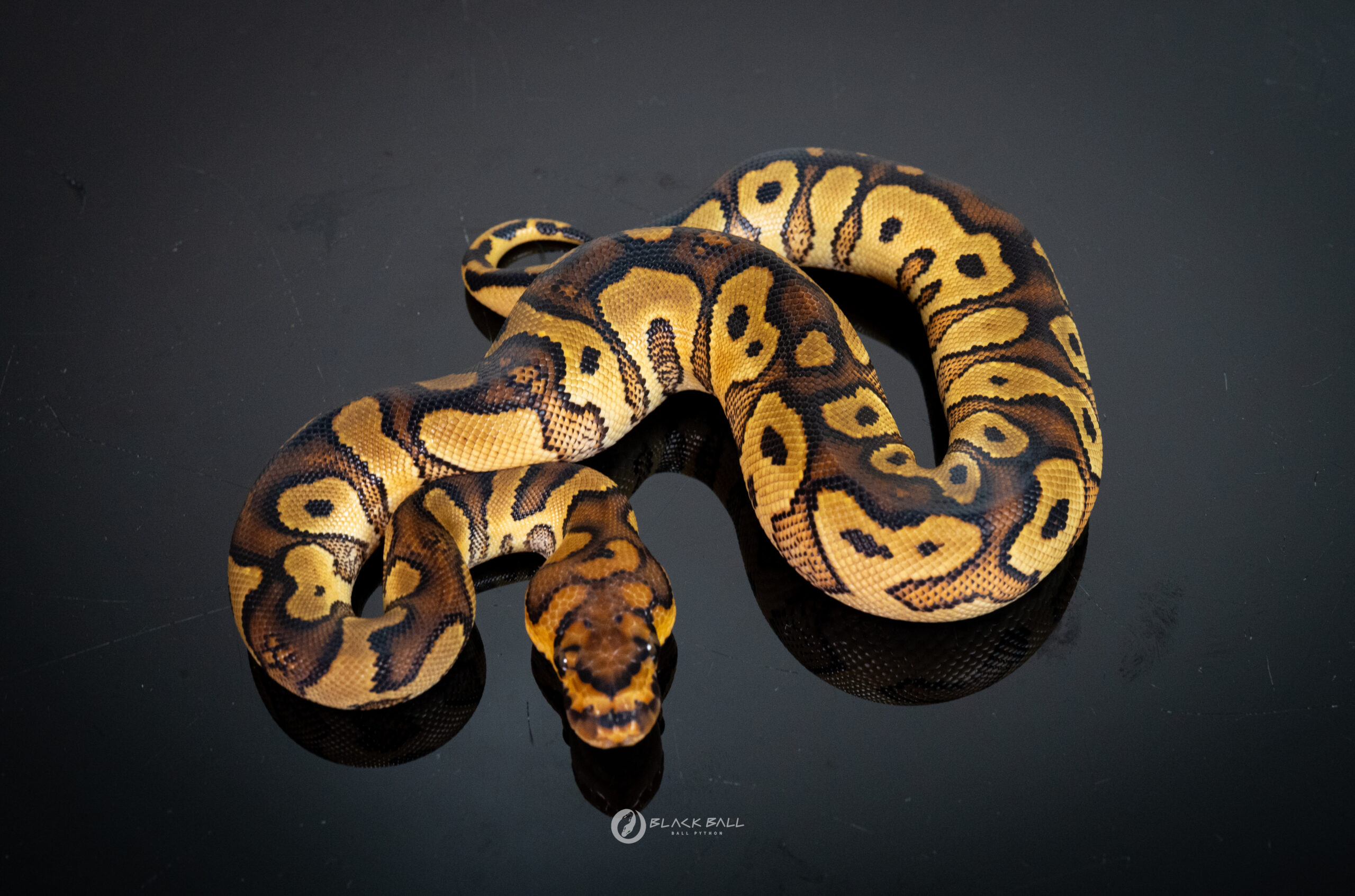 0.1 Redstrip Special YB Clown