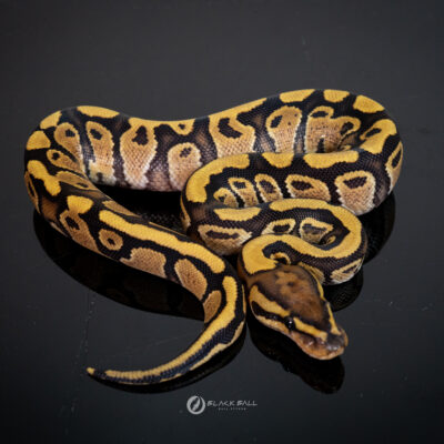 1.0 Redstrip Special Fire YB 100% Het Clown