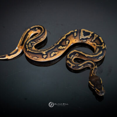 1.0 Black Head Redstrip Redgene Pied