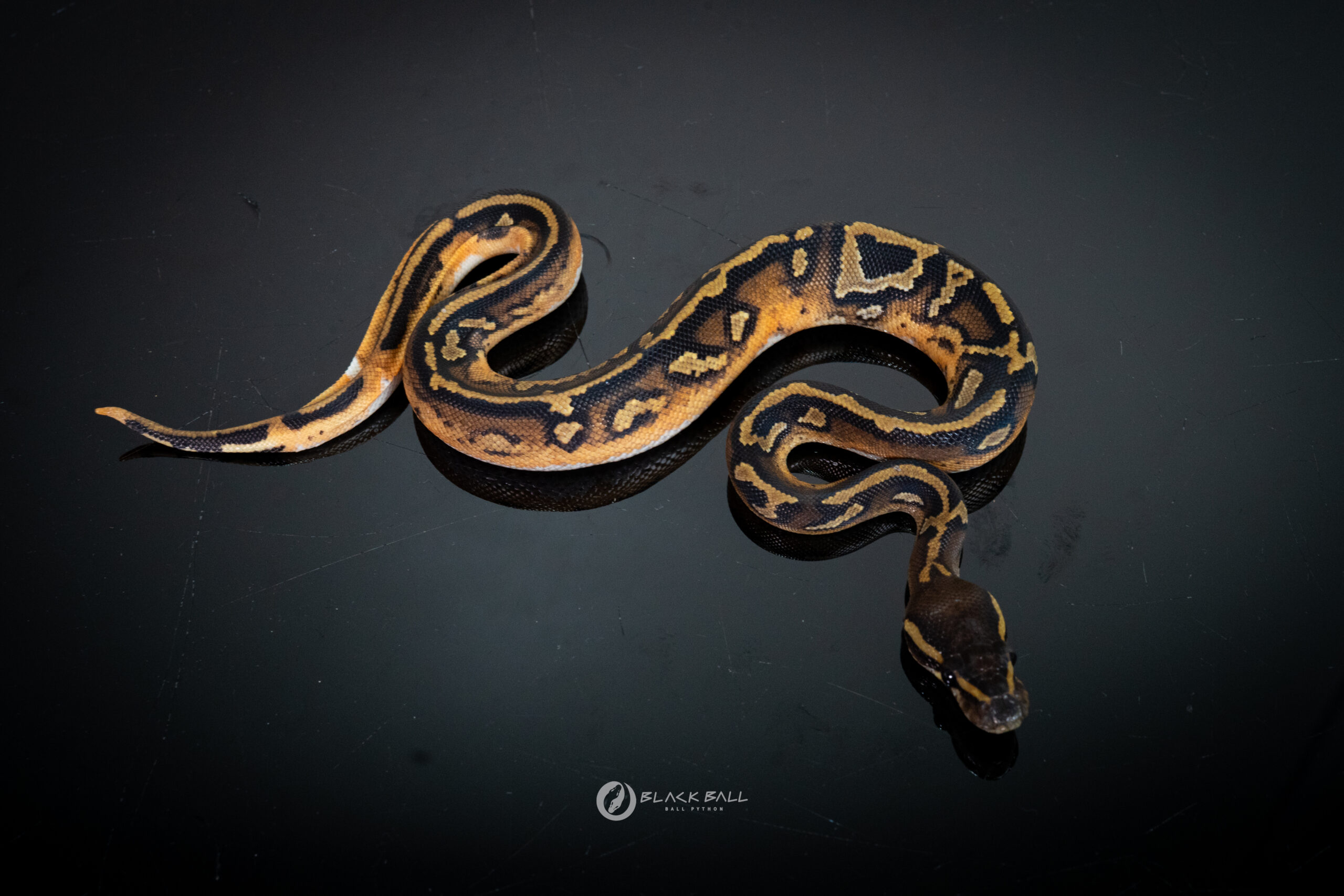 1.0 Black Head Redstrip Redgene Pied