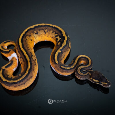 0.1 Black Head Redstrip Pied