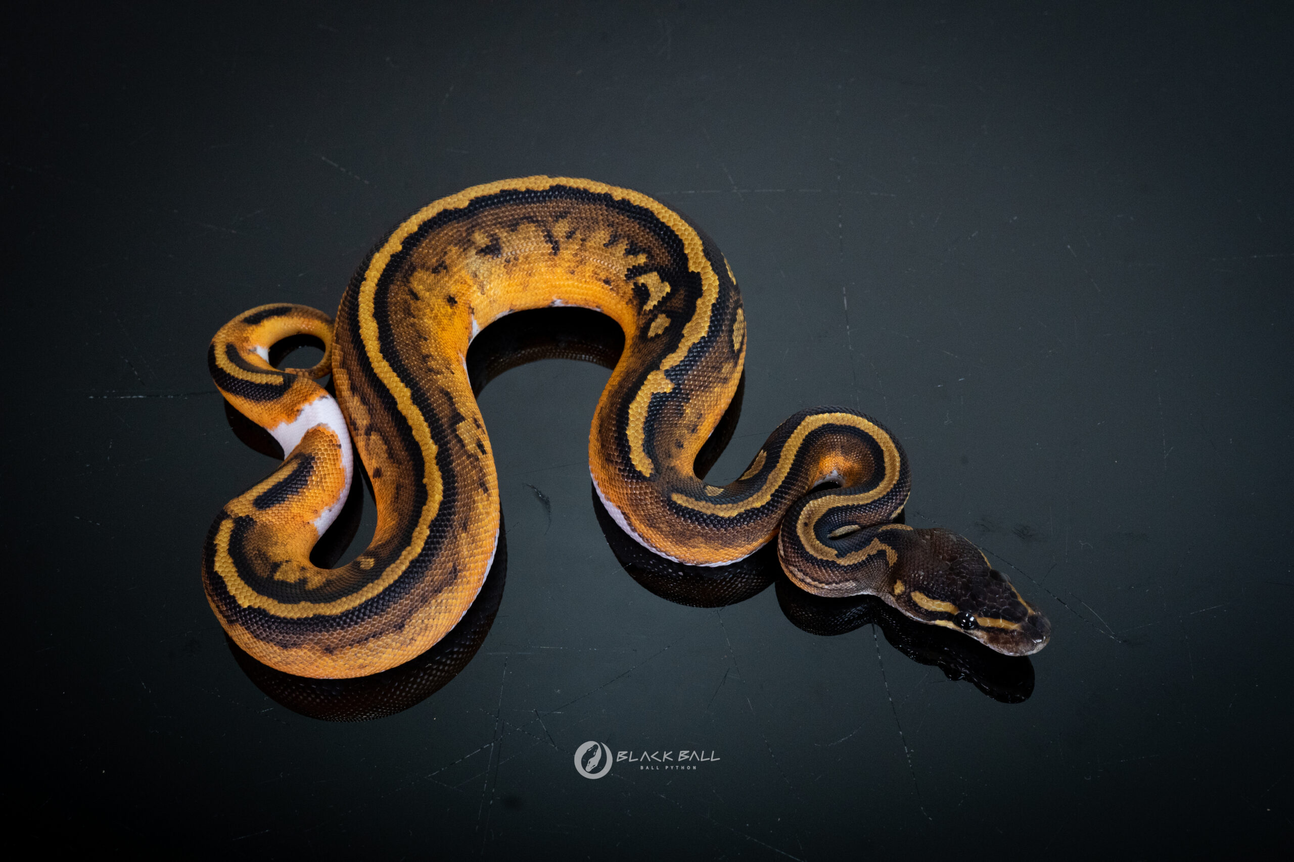 0.1 Black Head Redstrip Pied