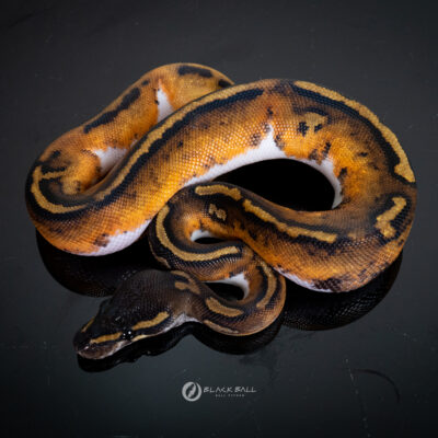 1.0 Black Head Redgene Pied