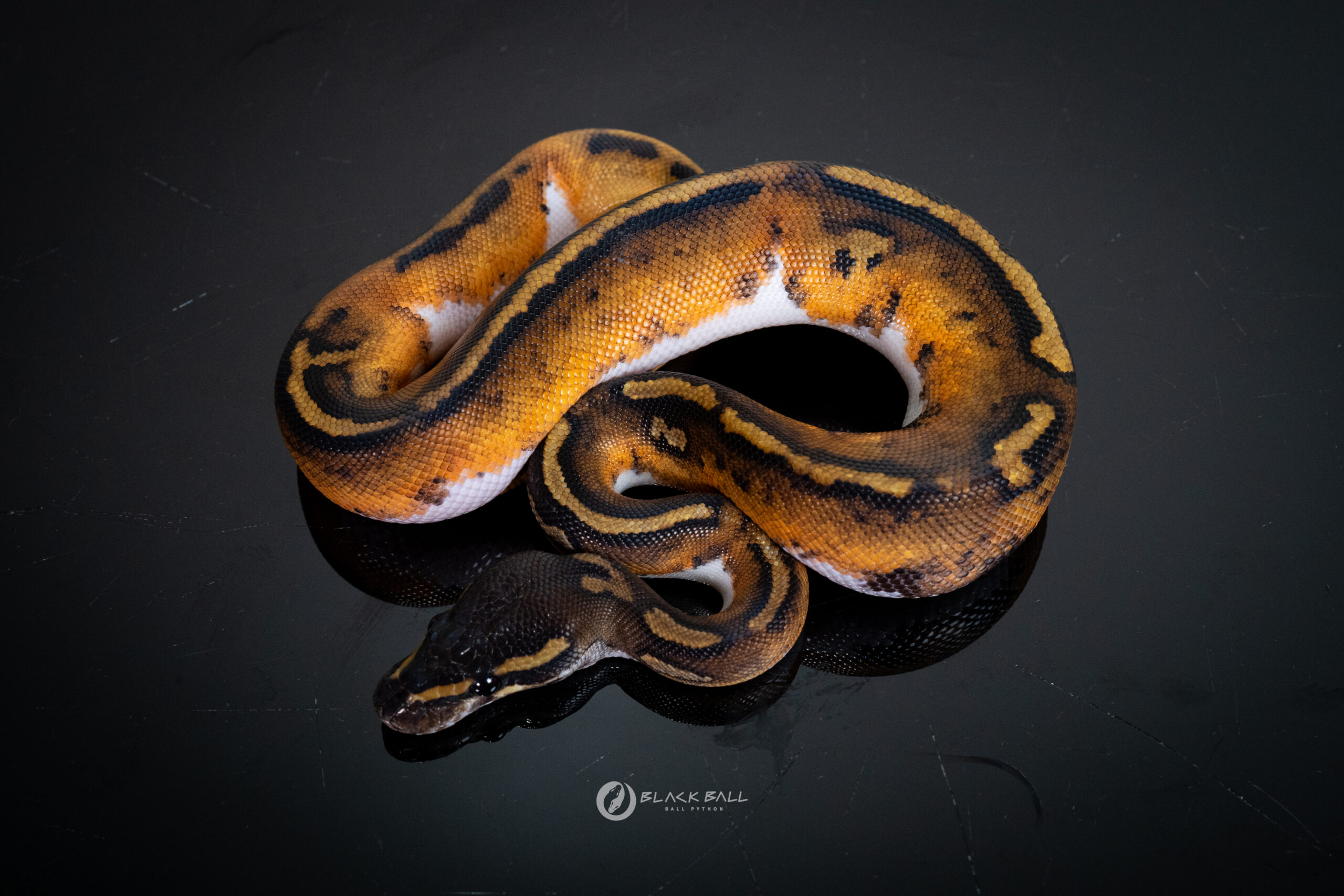 1.0 Black Head Redgene Pied