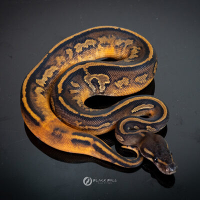 0.1 Black Head Redstrip Redgene Pied