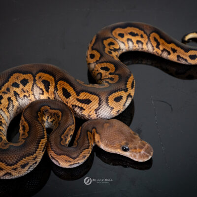 1.0 Redstrip Black Pastel Special Clown