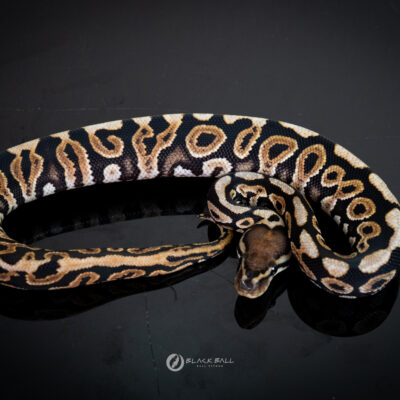 1.0 Redstrip Black Pastel Spotnose 100% Het Clown