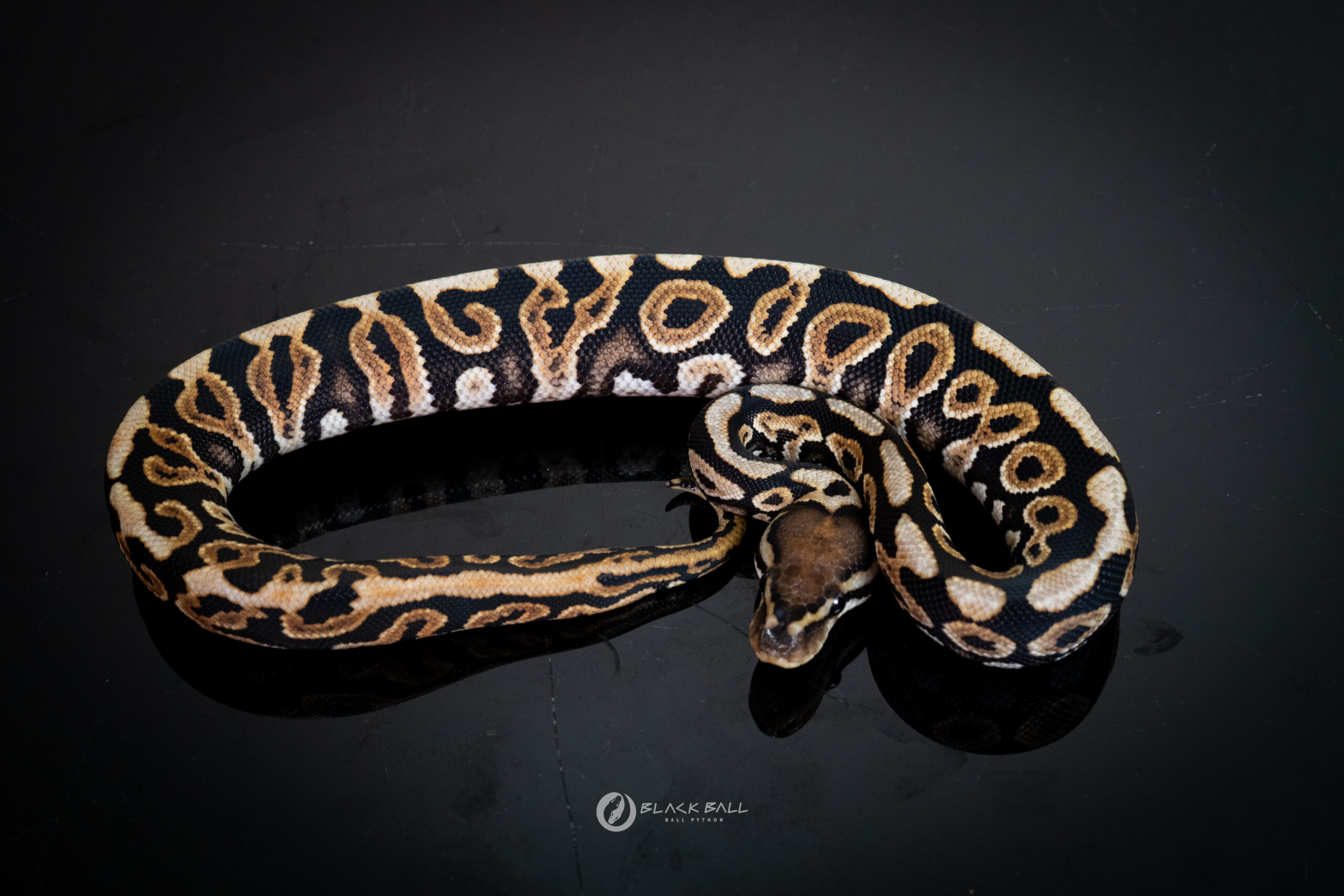 1.0 Redstrip Black Pastel Spotnose 100% Het Clown