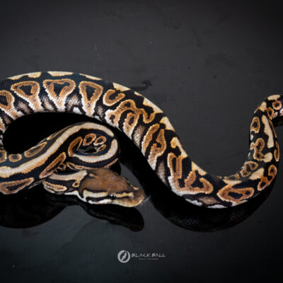 1.0 Redstrip Black Pastel Spotnose 100% Het Clown