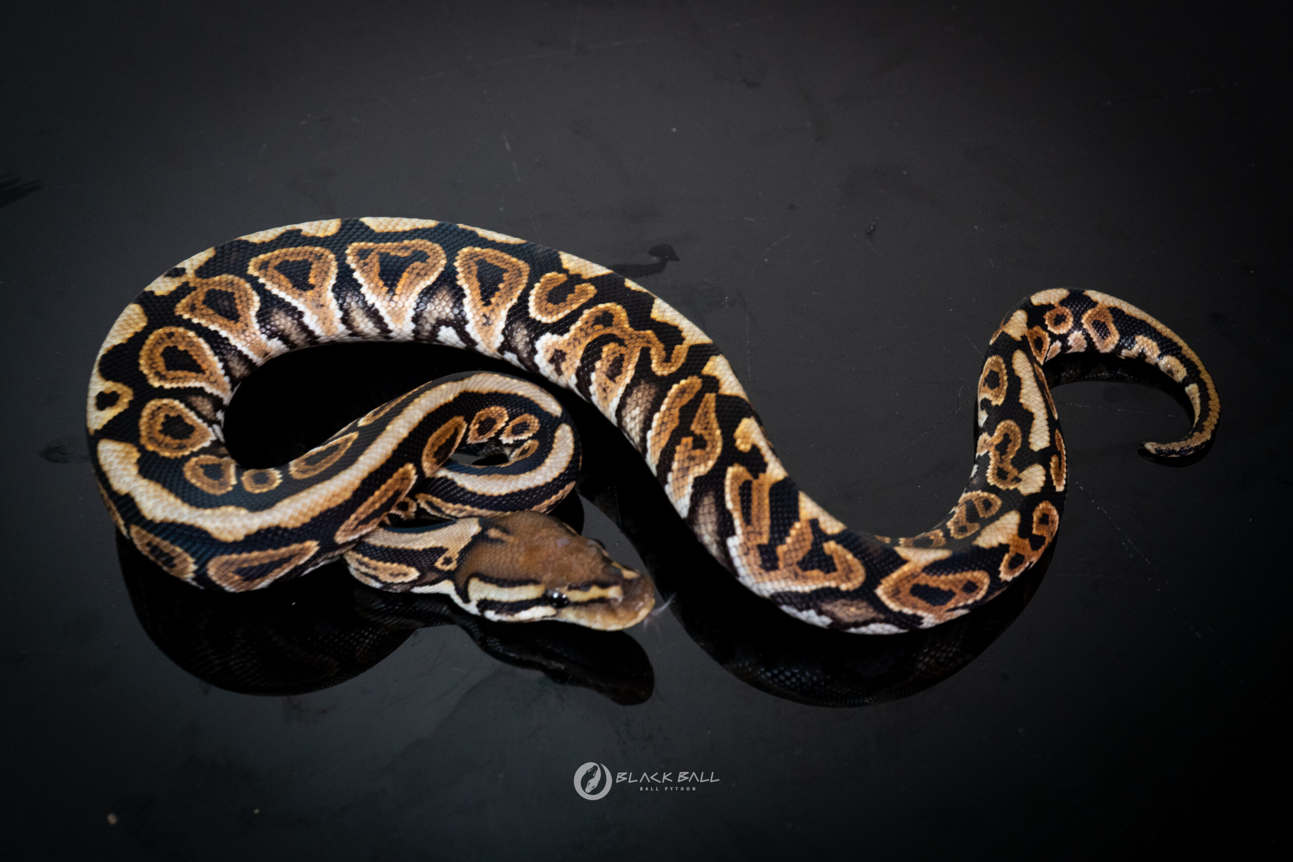1.0 Redstrip Black Pastel Spotnose 100% Het Clown