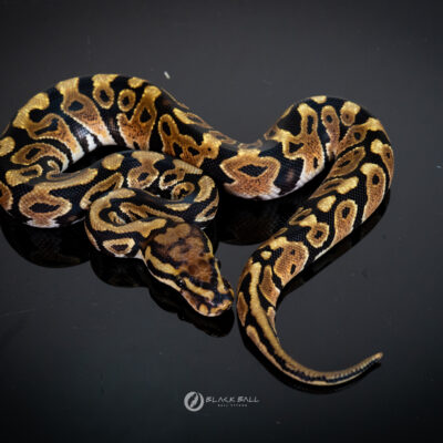 1.0 Redstrip Spotnose YB 100% Het Clown