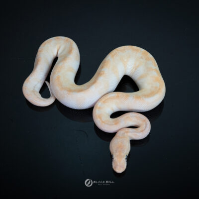 0.1 Super Special 100% Het Clown Poss Enchi Redstrip Spotnose