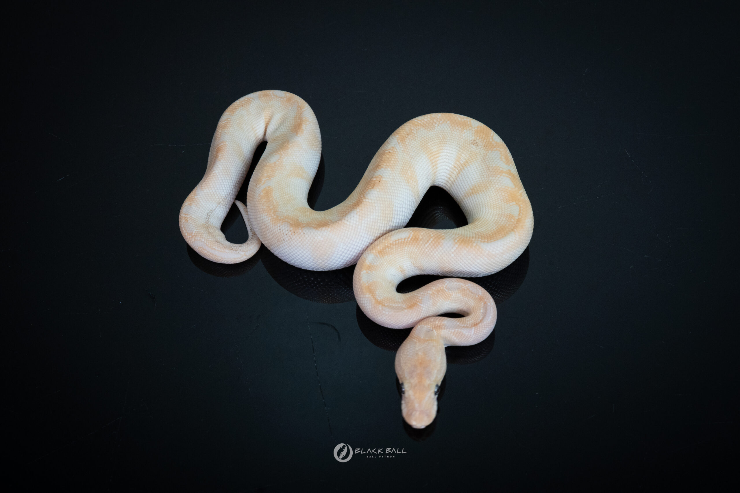 0.1 Super Special 100% Het Clown Poss Enchi Redstrip Spotnose