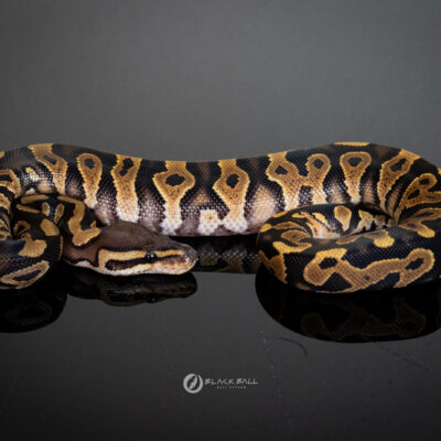 1.0 Black Pastel Redstripe Special YB 100% Het Clown