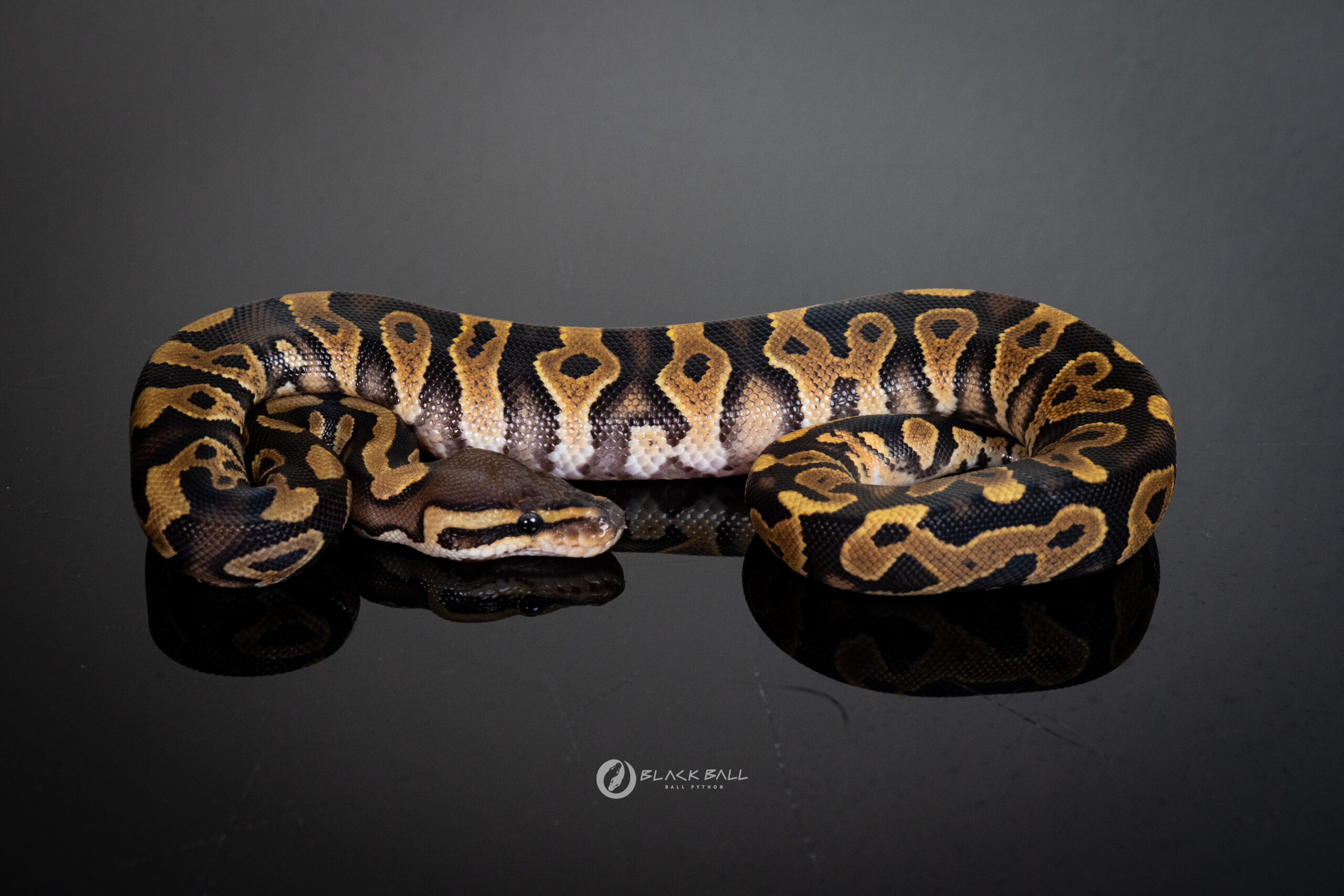 1.0 Black Pastel Redstripe Special YB 100% Het Clown