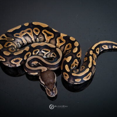 1.0 Black Pastel Redstripe YB 100% Het Clown
