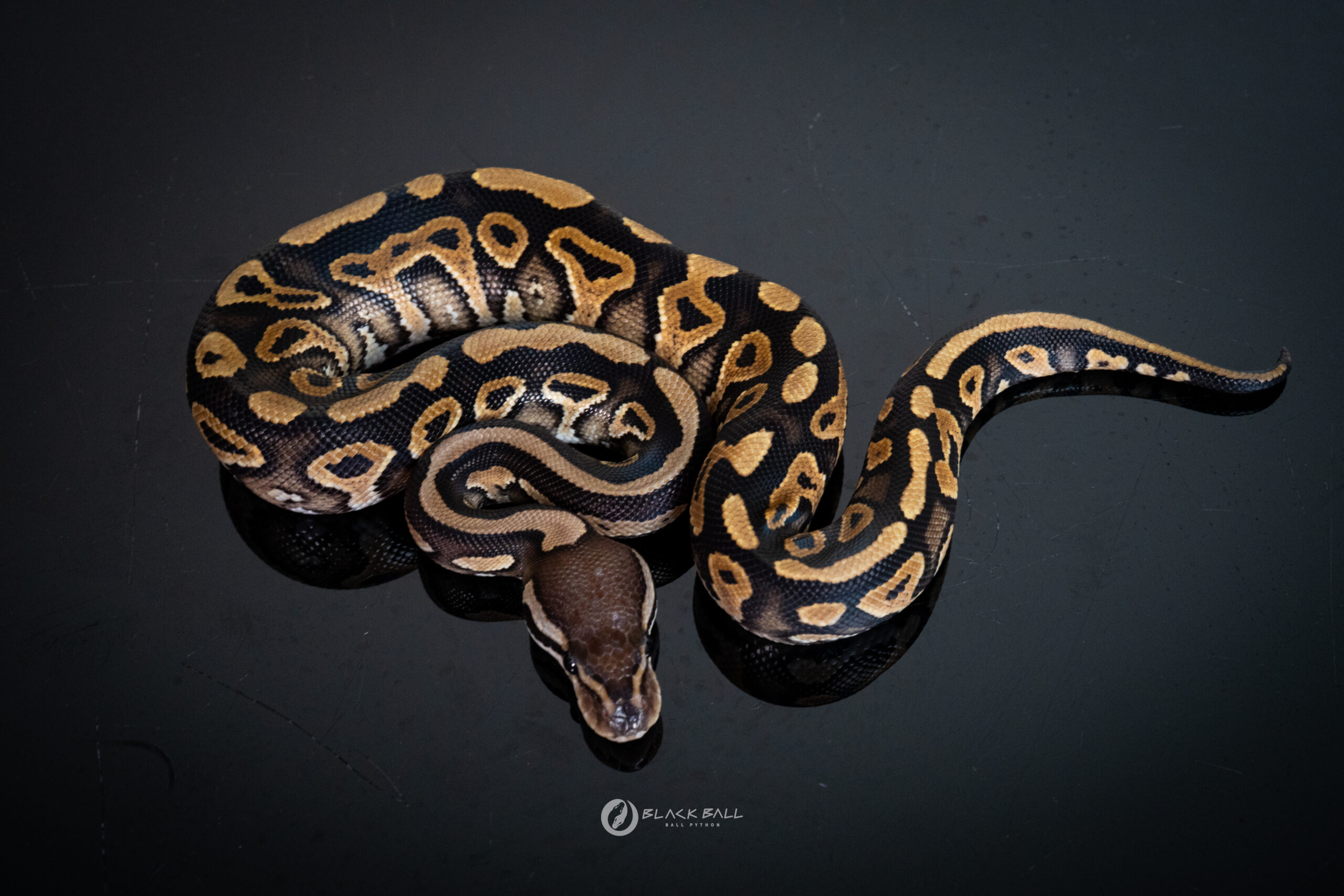 1.0 Black Pastel Redstripe YB 100% Het Clown