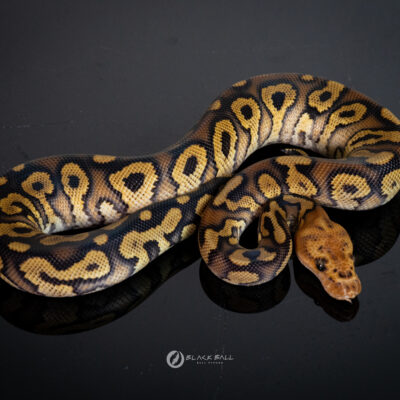1.0 Mahogany Redstripe Spotnose Clown