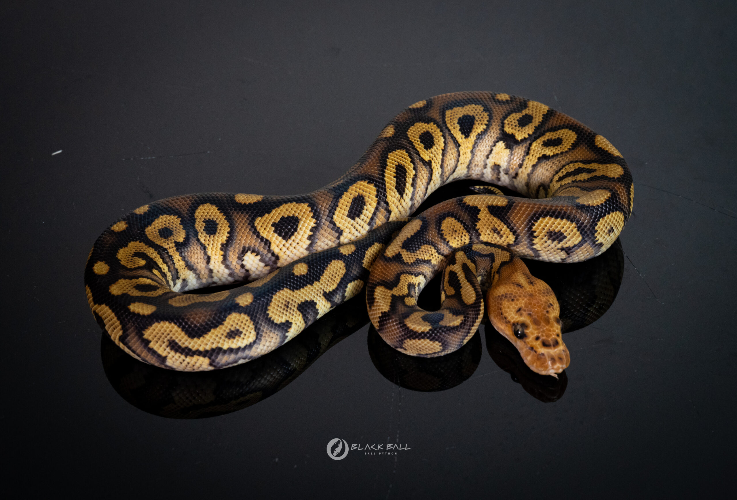 1.0 Mahogany Redstripe Spotnose Clown