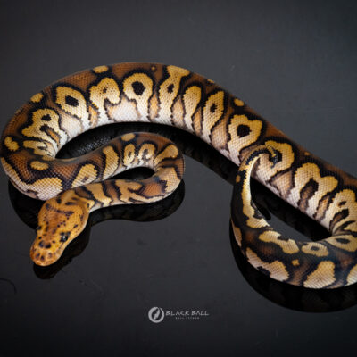 1.0 Mahogany Redstripe Special Spotnose Clown