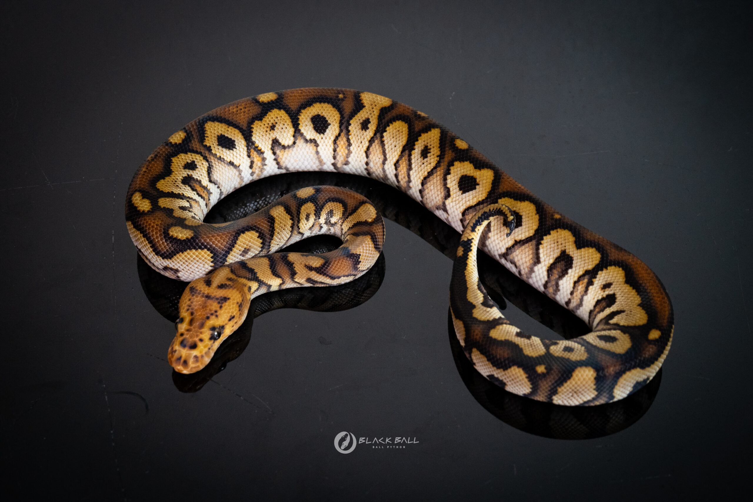 1.0 Mahogany Redstripe Special Spotnose Clown