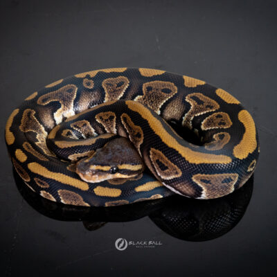 1.0 Mahogany 100% Het Clown