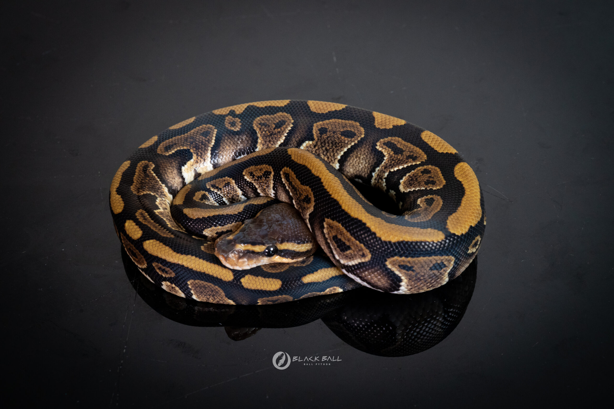 1.0 Mahogany 100% Het Clown