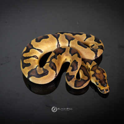 1.0 Enchi Redstripe Clown