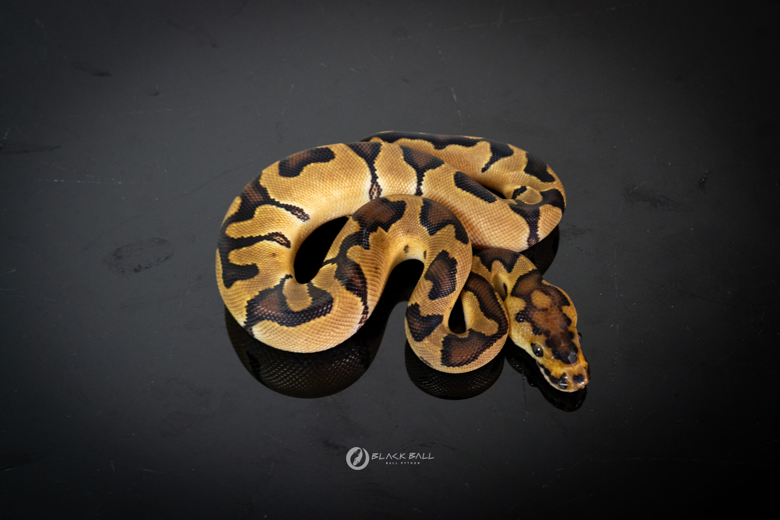 1.0 Enchi Redstripe Clown