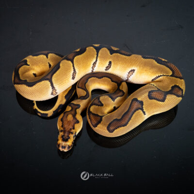 0.1 Enchi Redstripe Clown