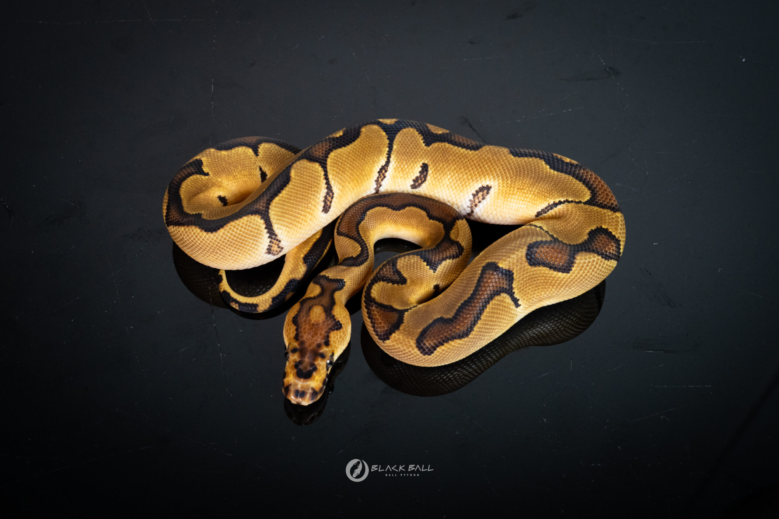 0.1 Enchi Redstripe Clown