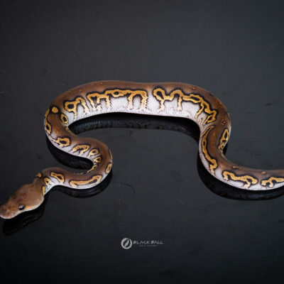 0.1 Black Head Leopard Redstripe Phantom Clown