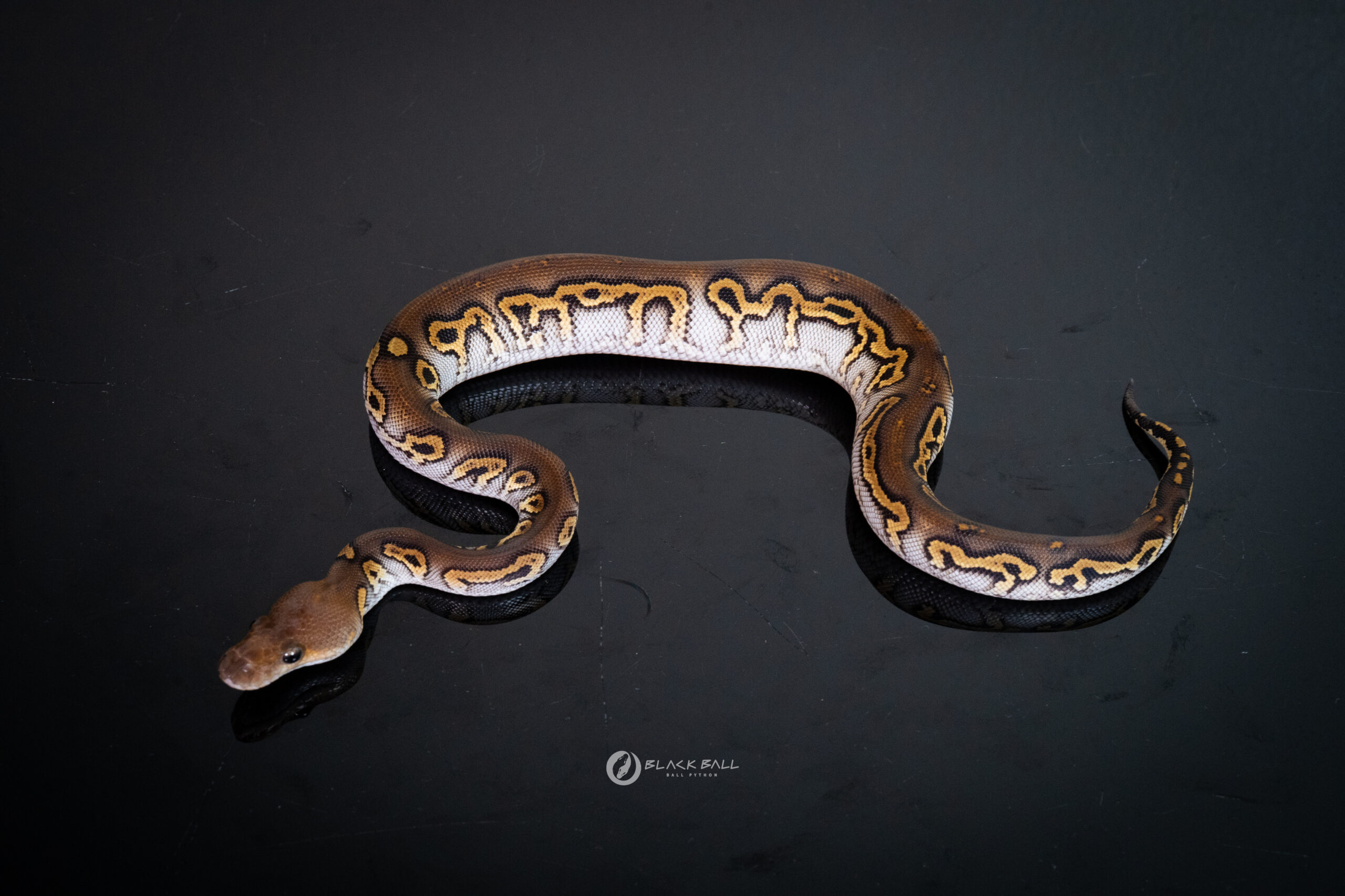 0.1 Black Head Leopard Redstripe Phantom Clown