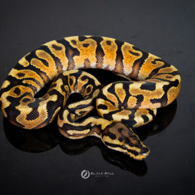 1.0 Redstripe Special Spotnose YB 100% Het Clown