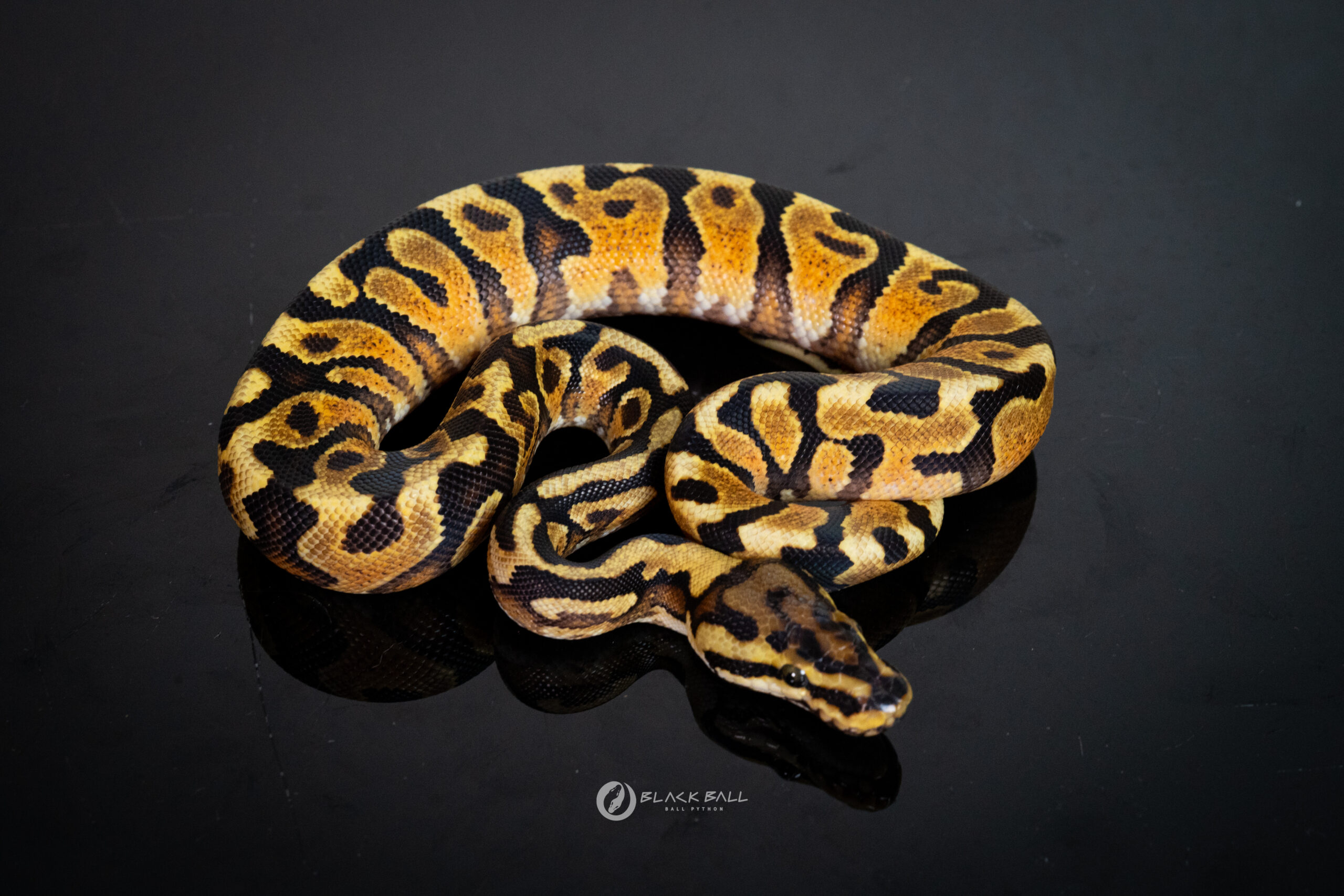 1.0 Redstripe Special Spotnose YB 100% Het Clown