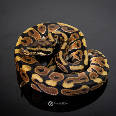 1.0 Redstripe Spotnose 100% Het Clown