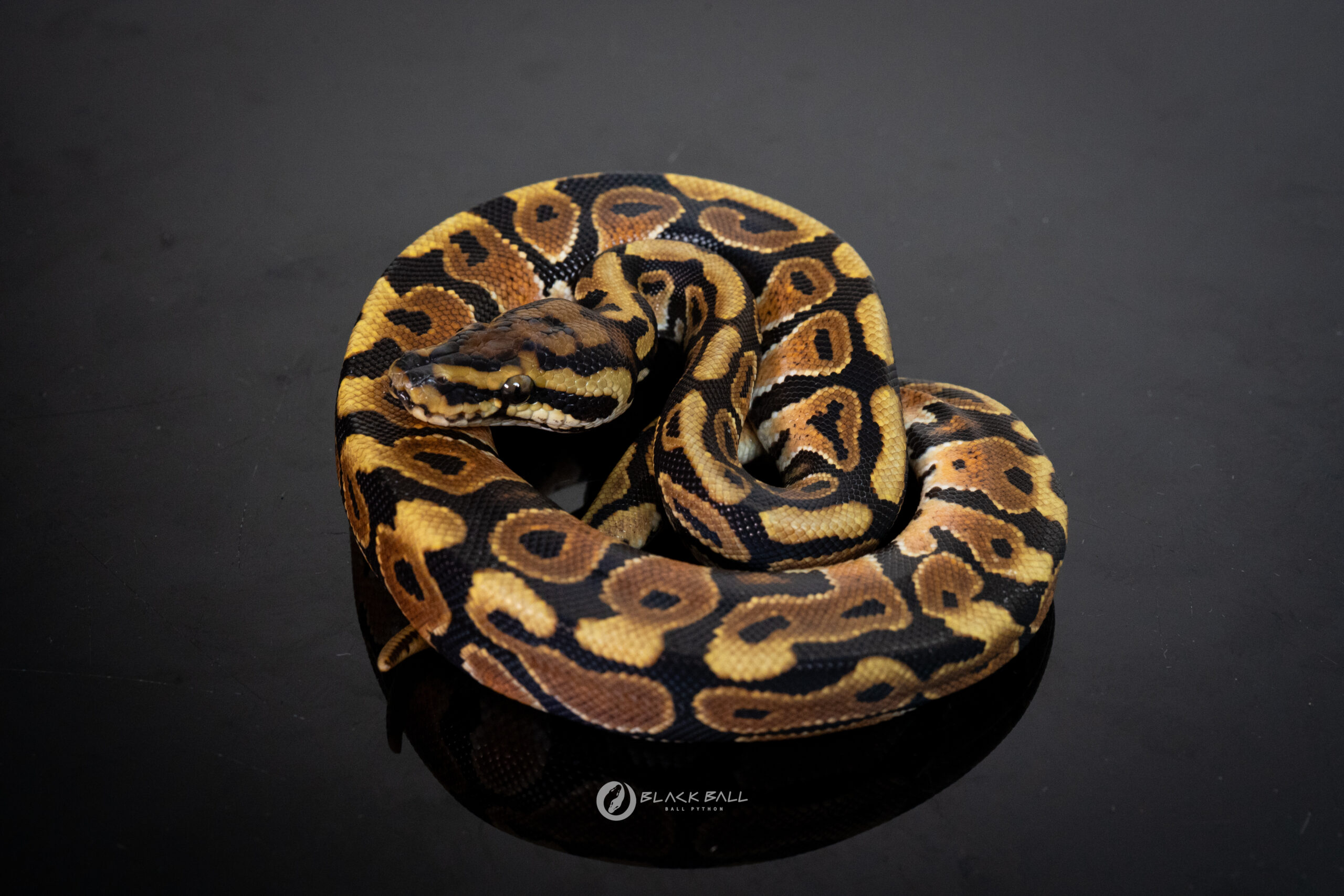 1.0 Redstripe Spotnose 100% Het Clown
