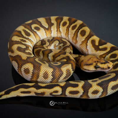 1.0 Cypress Enchi Special Spotnose Clown