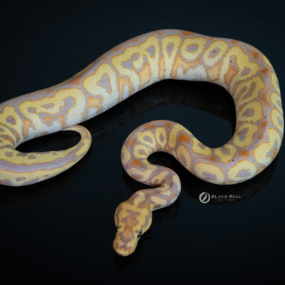 1.0 Banana Redstripe Special Spotnose Clown [ Femele Marker ]