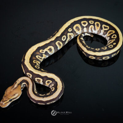 1.0 Cypress Fire Spotnose 100% Het Clown