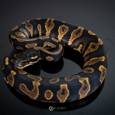 0.1 Black Head YB
