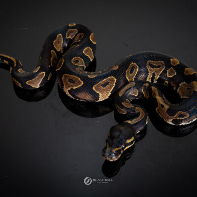 0.1 Black Head YB