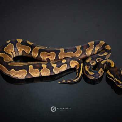 0.1 Black Head Enchi YB