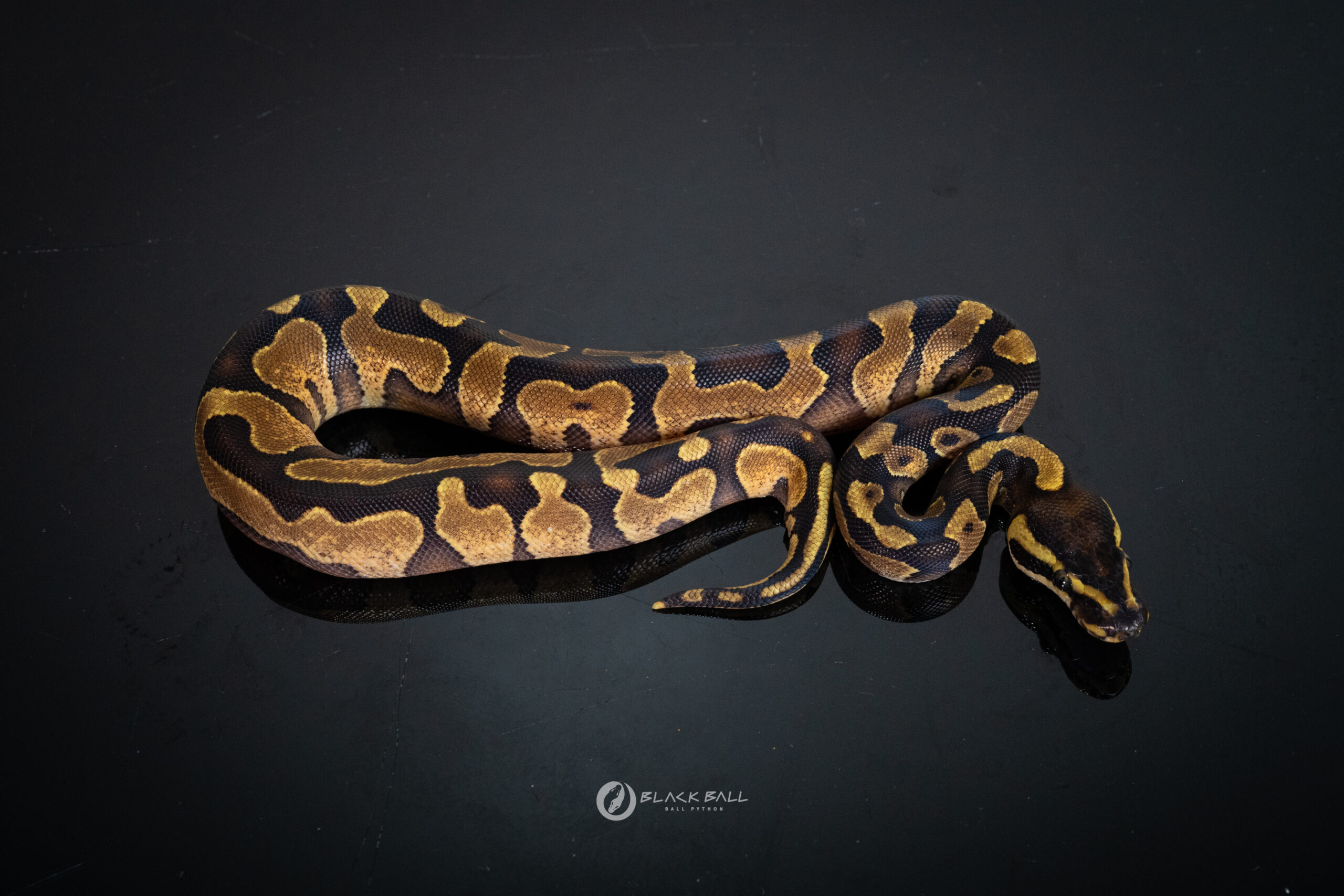 0.1 Black Head Enchi YB
