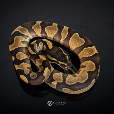 0.1 Black Head Enchi YB