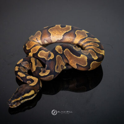 1.0 Black Head Enchi YB
